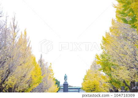 Fall ginkgo biloba tree 104718309