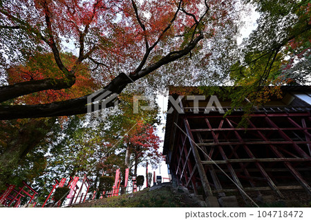 Fall foliage of Mount Oji Makikirai Inari Fall foliage of Mount Oji Makikirai Inari 104718472