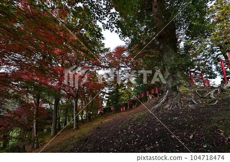 Fall foliage of Mount Oji Makikirai Inari Fall foliage of Mount Oji Makikirai Inari 104718474