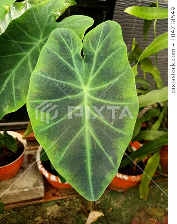 Close up of green taro plant  104718549