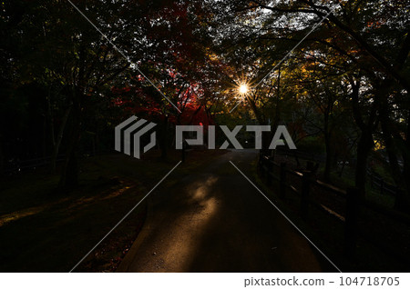 王子山牧野稻荷的紅葉 104718705