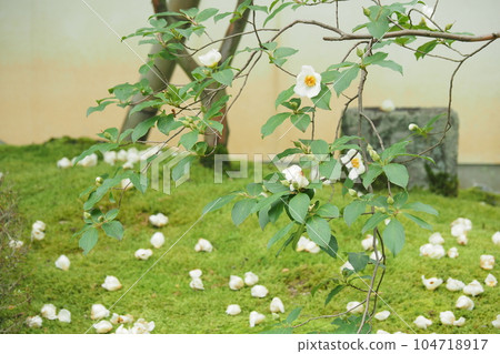 寺廟花園裡的薩爾樹花 寺廟花園裡的薩爾樹花 104718917