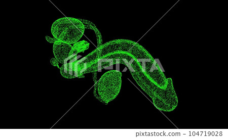 3D Male and female genitals on black bg. Reproductive system human body. Object dissolved flickering particles. Scientific medical concept. For title, text, presentation. 3d animation. 104719028