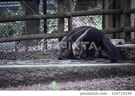Giant Anteater at Higashiyama Zoo and Botanical Gardens Giant Anteater at Higashiyama Zoo and Botanical Gardens 104719340