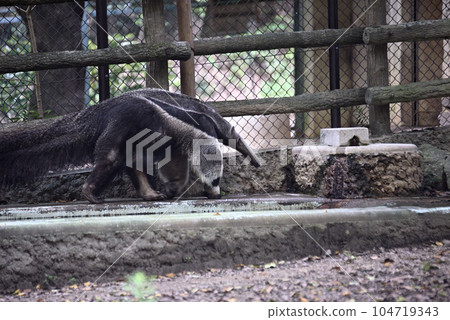 Giant Anteater at Higashiyama Zoo and Botanical Gardens Giant Anteater at Higashiyama Zoo and Botanical Gardens 104719343