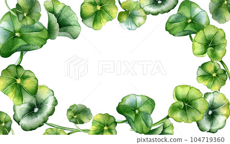 Frame of centella asiatica, herbal plants watercolor illustration isolated on white. Pennywort, gotu kola, rounded leaves board hand drawn. Design for package, label, herbal plants collection Frame of centella asiatica, herbal plants watercolor illustration isolated on white. Pennywort, gotu kola, rounded leaves board hand drawn. Design for package, label, herbal plants collection 104719360