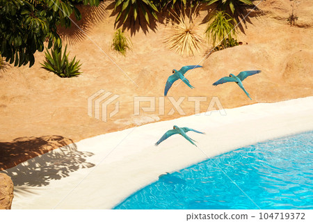 Blue parrots fly over the blue sea against the backdrop of tropical foliage and waterfalls. Freedom concept 104719372