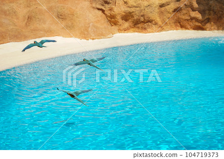 Blue parrots fly over the blue sea. Freedom concept 104719373