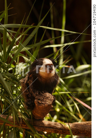 A black and white capuchin sits on a branch in the thickets of reeds A black and white capuchin sits on a branch in the thickets of reeds 104719490