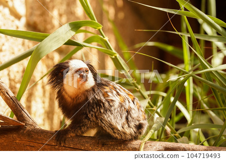 A black and white capuchin sits on a branch in the thickets of reeds A black and white capuchin sits on a branch in the thickets of reeds 104719493