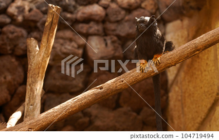 A black capuchin with yellow legs sits on a branch against a background of rocks. A capuchin monkey having rest on a branch 104719494