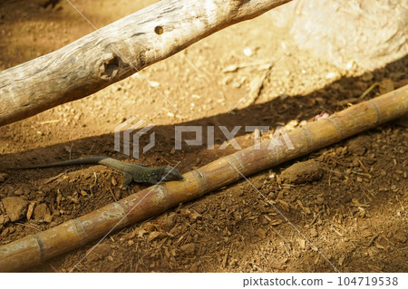 A tropical lizard is basking on dry, sultry ground 104719538