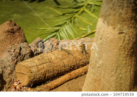 A tropical lizards basking on dry ground 104719539