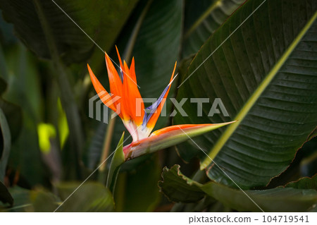 Exotic orange flower on the background of the jungle. The beauty of wildlife. Travel concept Exotic orange flower on the background of the jungle. The beauty of wildlife. Travel concept 104719541