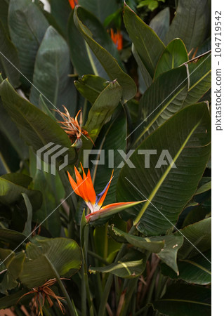 Exotic orange flower on the background of the jungle. The beauty of wildlife. Travel concept Exotic orange flower on the background of the jungle. The beauty of wildlife. Travel concept 104719542