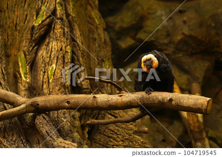 A pensive monkey sits on a branch and looks at you 104719545