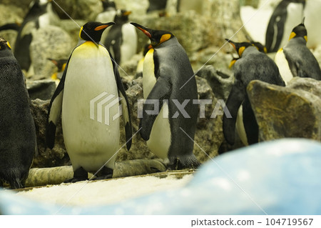 A couple of king penguins in love are lovingly tweeting about something A couple of king penguins in love are lovingly tweeting about something 104719567