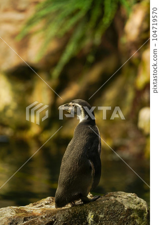 Galapagos Penguin standing on rock Galapagos Penguin standing on rock 104719570