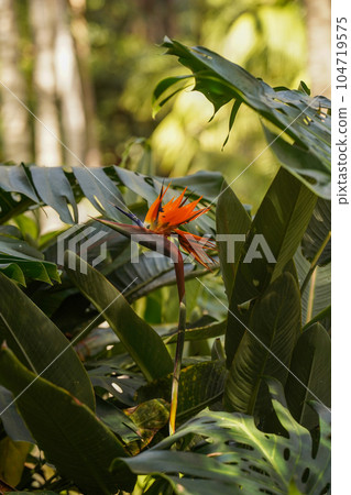 Exotic orange flower on the background of the jungle. The beauty of wildlife. Travel concept Exotic orange flower on the background of the jungle. The beauty of wildlife. Travel concept 104719575