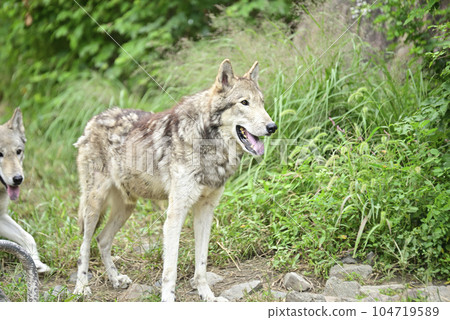 Timber wolf at Higashiyama Zoo and Botanical Gardens Timber wolf at Higashiyama Zoo and Botanical Gardens 104719589
