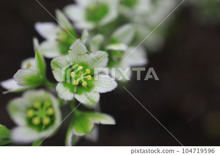 Flower of baique butterfly Flower of baique butterfly 104719596