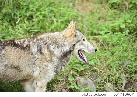 Timber wolf at Higashiyama Zoo and Botanical Gardens Timber wolf at Higashiyama Zoo and Botanical Gardens 104719607