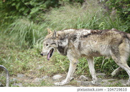 Timber wolf at Higashiyama Zoo and Botanical Gardens Timber wolf at Higashiyama Zoo and Botanical Gardens 104719610