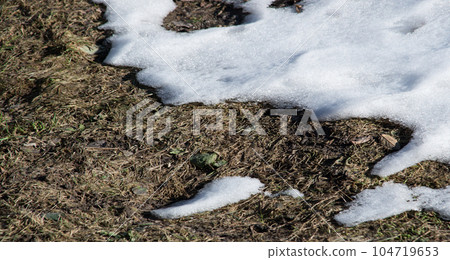 A snowdrift melts on a spring lawn A snowdrift melts on a spring lawn 104719653