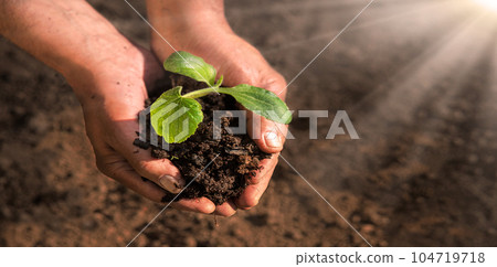 Male hands planting a cucumber seedling 104719718
