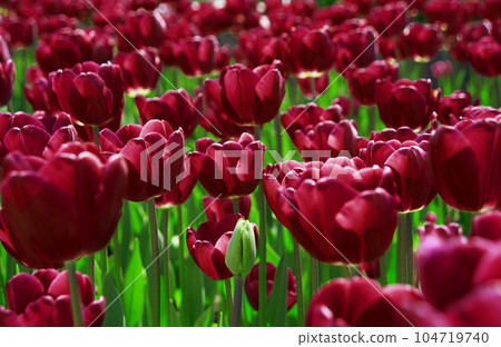 Field of bright tulip flowers Field of bright tulip flowers 104719740