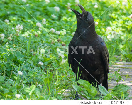 Crow (carrion crow) 104719831