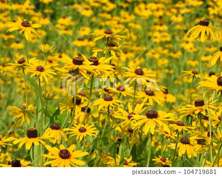 Ludovcekia盛開 104719881