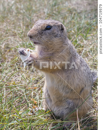 A prairie dog holding a piece of cabbage in its front paws on a lawn overgrown with thick grass. A prairie dog holding a piece of cabbage in its front paws on a lawn overgrown with thick grass. 104719979