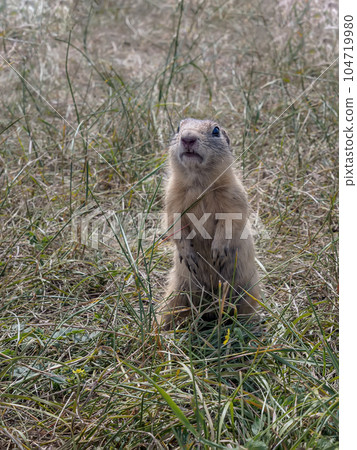 Prairie dog standing on its hind legs and looks up Prairie dog standing on its hind legs and looks up 104719980