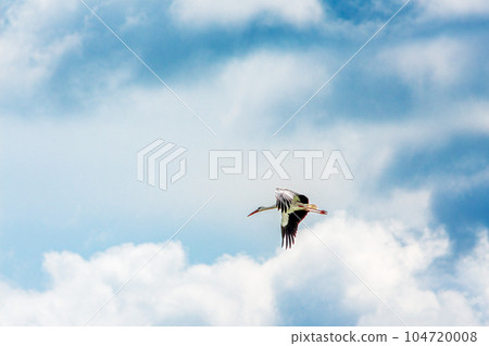 The flight of a stork in a stormy sky among the clouds The flight of a stork in a stormy sky among the clouds 104720008