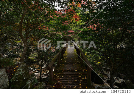 竹野山山谷的秋葉 104720113