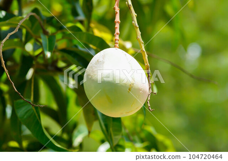 Mangifera indica, mango or mango seed on mango tree Mangifera indica, mango or mango seed on mango tree 104720464
