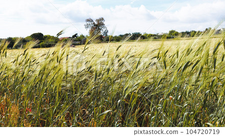 Wheat production and harvest in summer 104720719