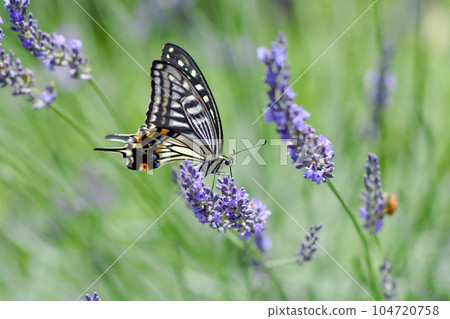 Swallowtail butterfly sucking lavender nectar Swallowtail butterfly sucking lavender nectar 104720758