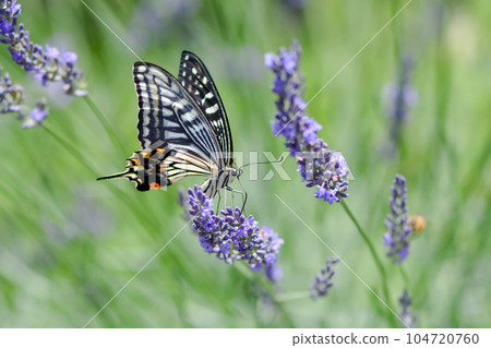 Swallowtail butterfly sucking lavender nectar 104720760