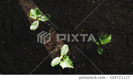 Three plants on the garden view from above Three plants on the garden view from above 104721127
