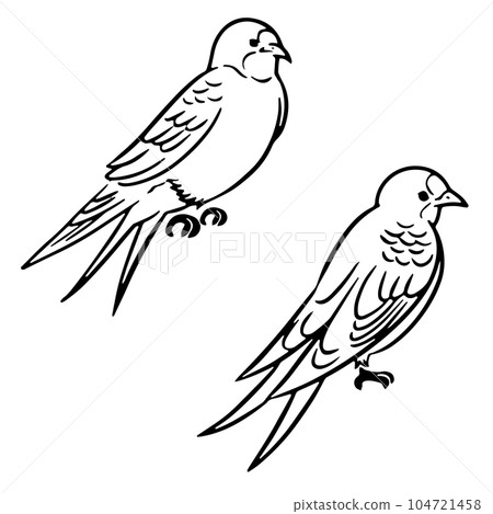 手繪線條畫插圖棲息在樹上的燕子_單色 手繪線條畫插圖棲息在樹上的燕子_單色 104721458