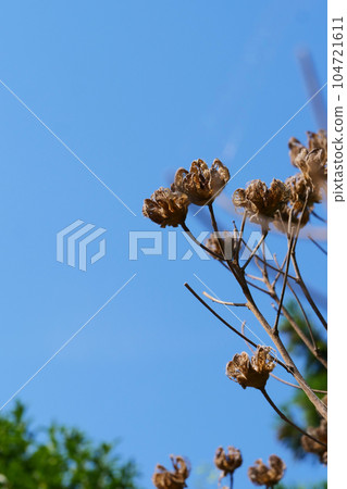 ≪Vertical≫ Withered flower 104721611