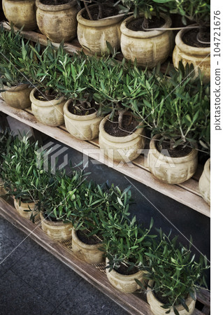 Small potted trees on shelves Small potted trees on shelves 104721676