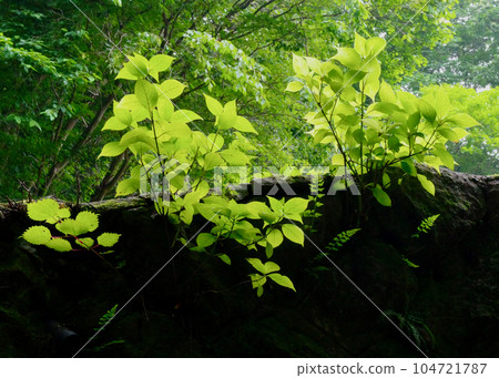 Be enchanted by the splendid greenery 104721787