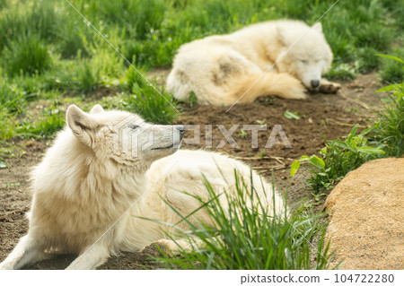Arctic wolf 104722280
