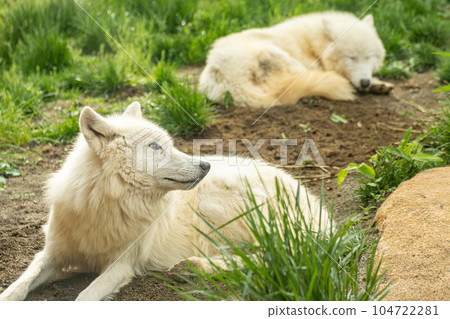 Arctic wolf Arctic wolf 104722281
