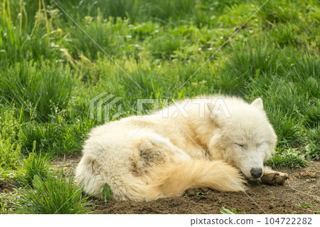 Arctic wolf 104722282