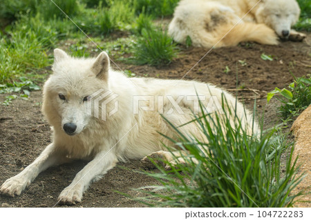 Arctic wolf 104722283