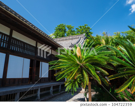 Summer blue sky and Sotetsu of Kakegawa Castle Palace Summer blue sky and Sotetsu of Kakegawa Castle Palace 104722359